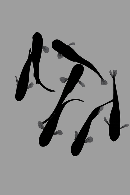 OROCHI Medaka (大蛇、おろち、オロチ）BLACK