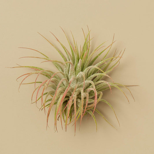 Tillandsia Air Plant Ionantha Guatemala - House Plant Shop