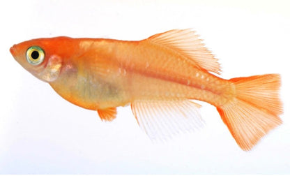 Medaka Eggs | PICKED SPRING 2026