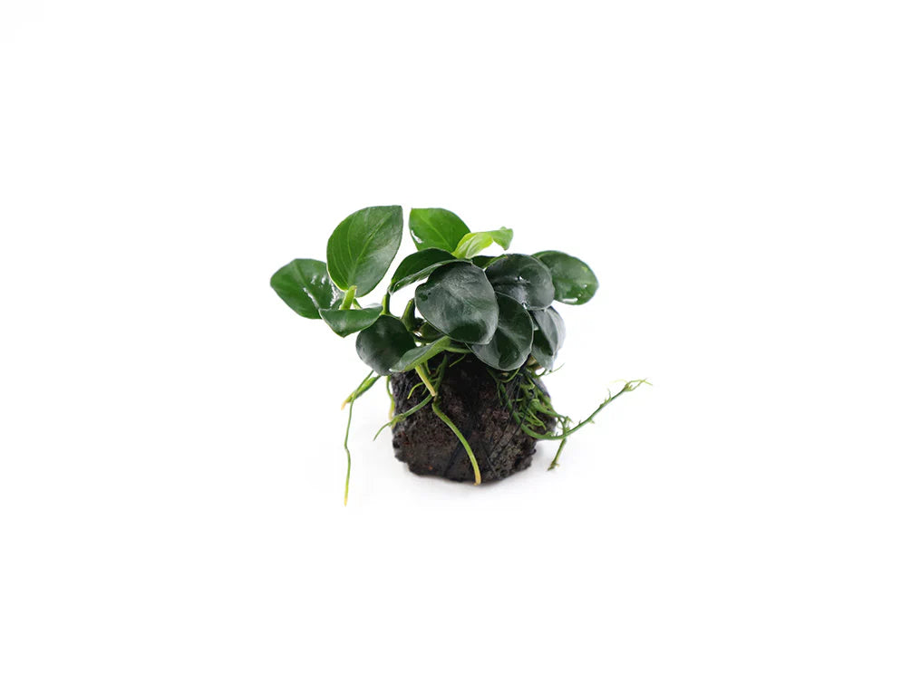 Anubias Barteri Petite Round on Lava Stone
