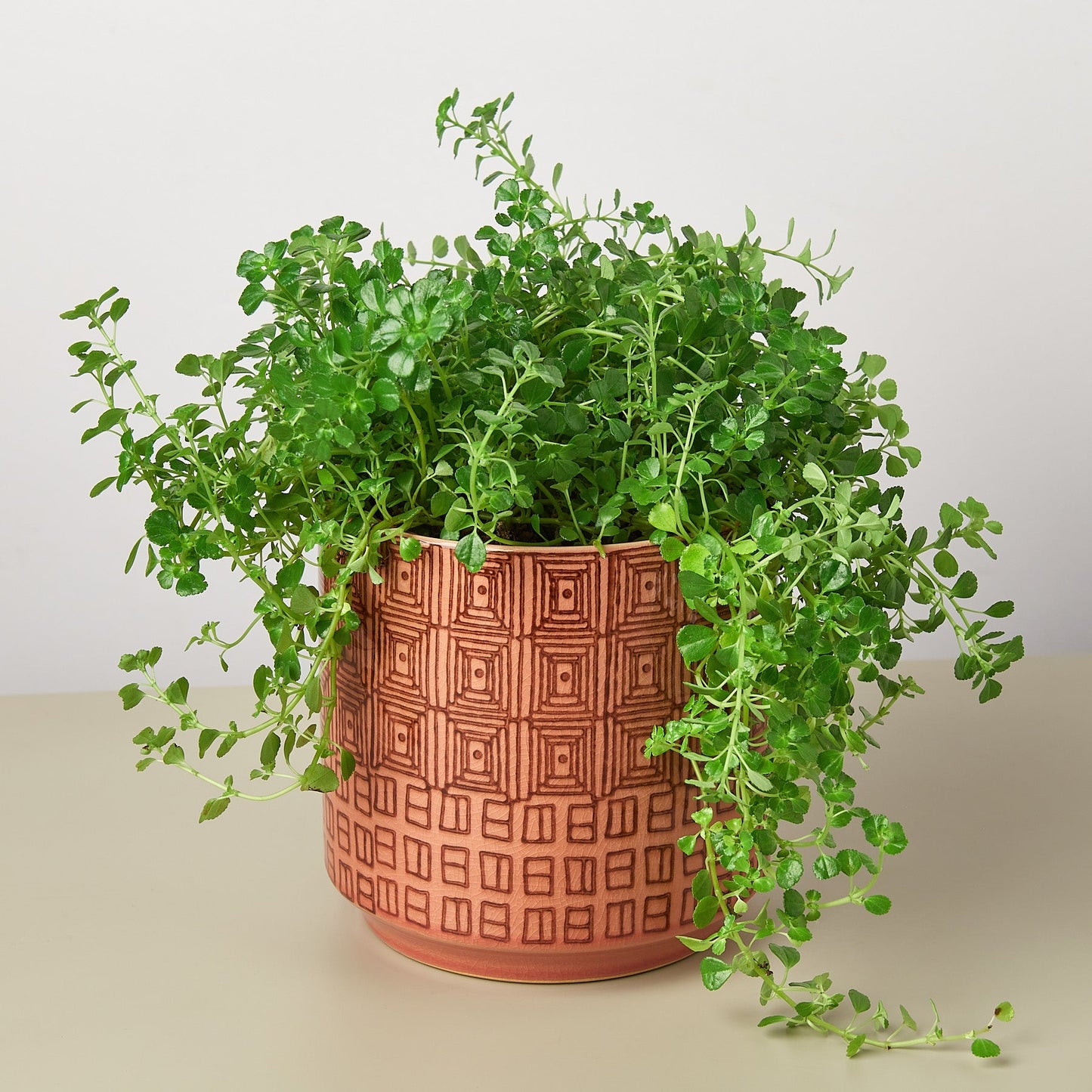 Pepe Planter - 6.5 Inch - House Plant Shop