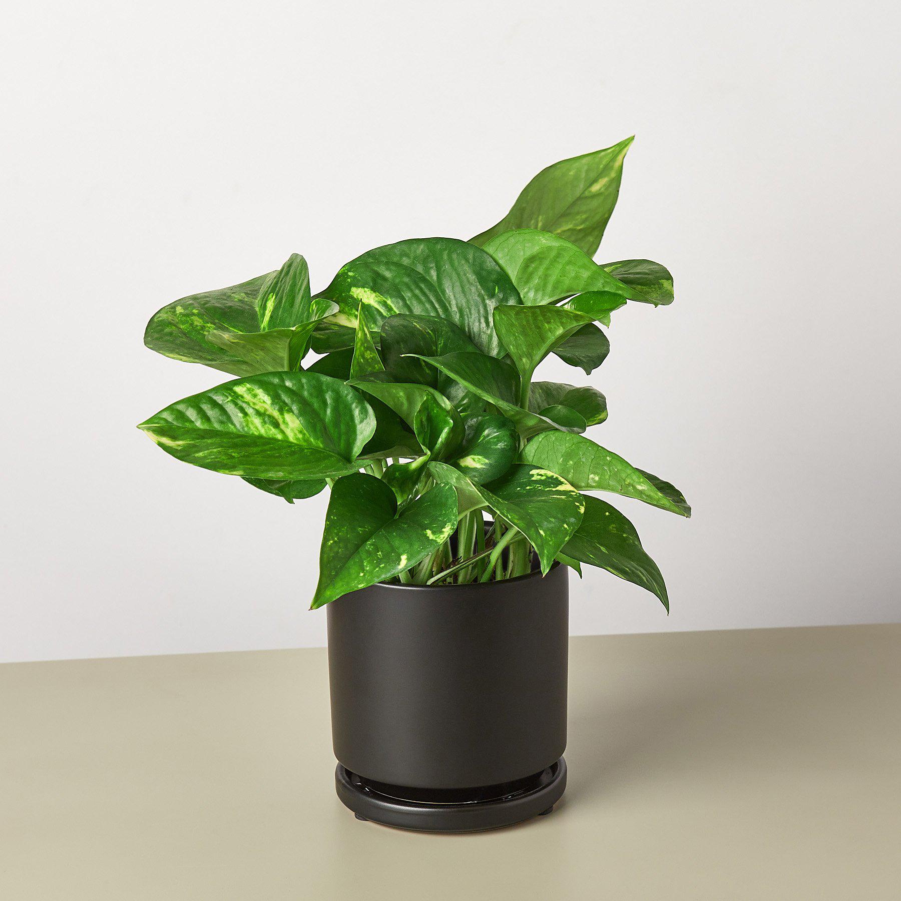 Pothos 'Golden' - House Plant Shop