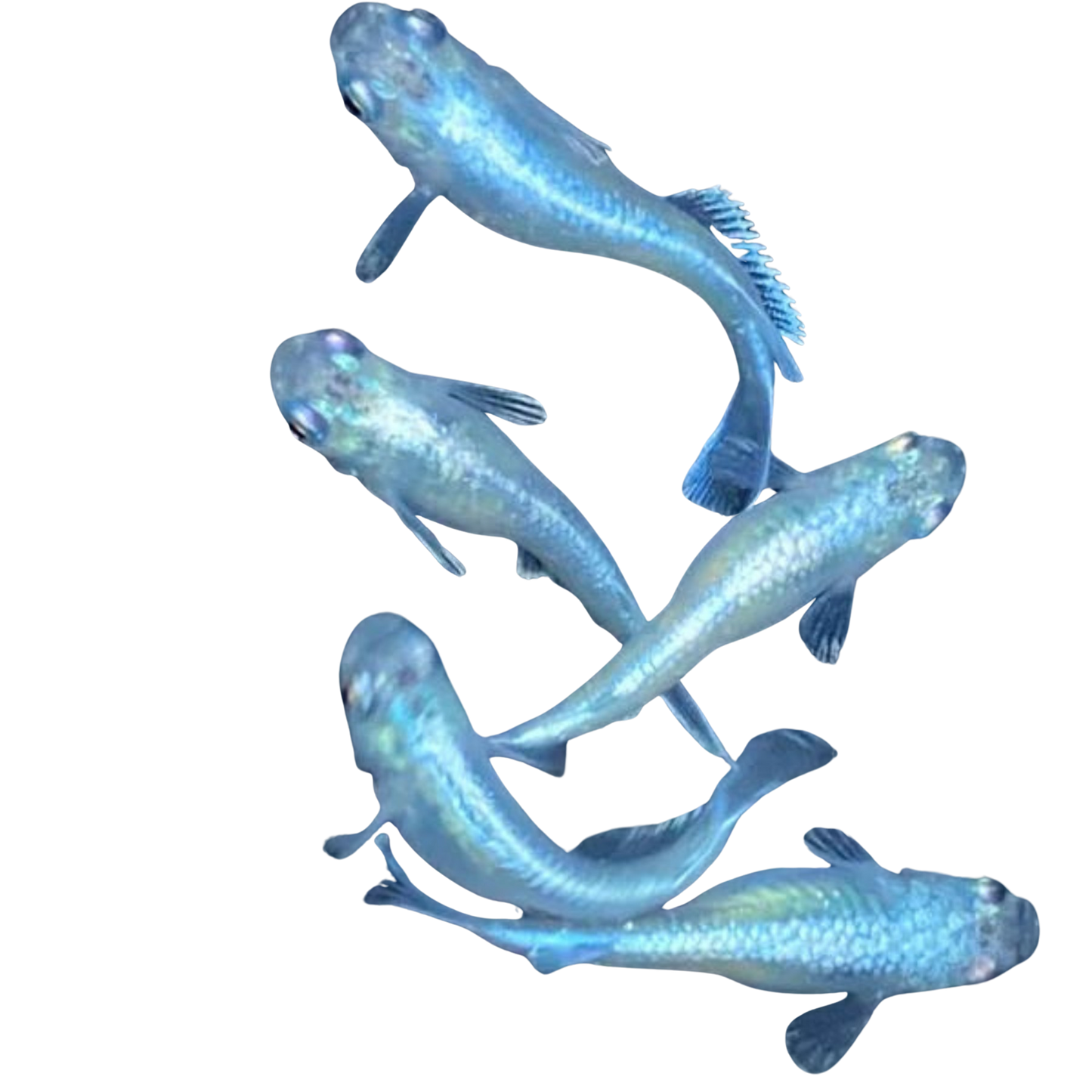 Medaka Miyuki Silver/White