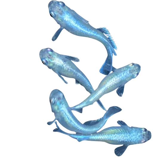 Medaka Miyuki Silver/White