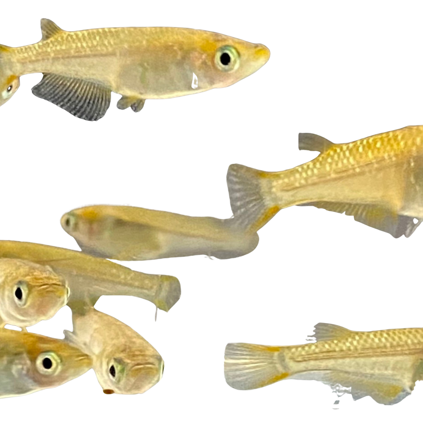 Medaka 'Kohaku' “琥珀” こはく