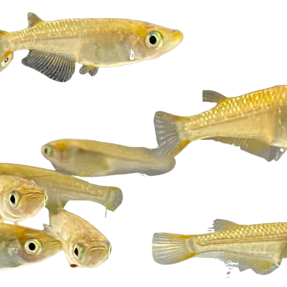 Medaka 'Kohaku' “琥珀” こはく