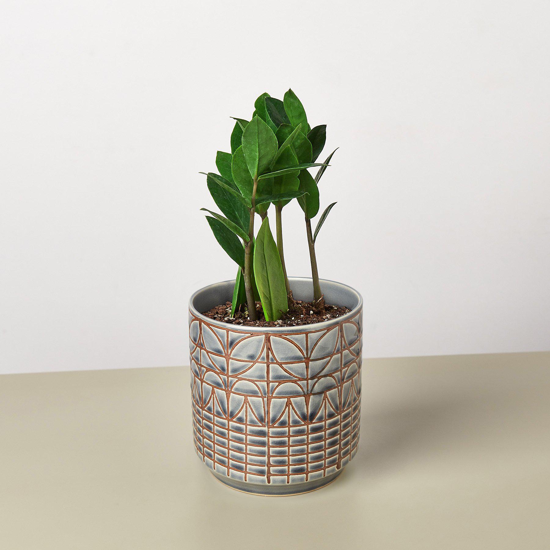 Zamioculcas Zamiifolia 'ZZ' - House Plant Shop