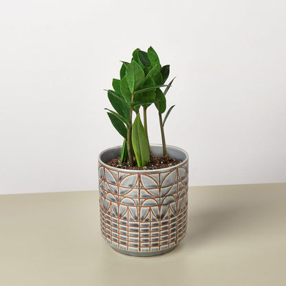 Zamioculcas Zamiifolia 'ZZ' - House Plant Shop