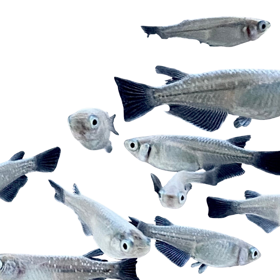 Madeca Fish Medaka Farm | Ricefish | Medaka Fish & Supplies - Bred in California ...