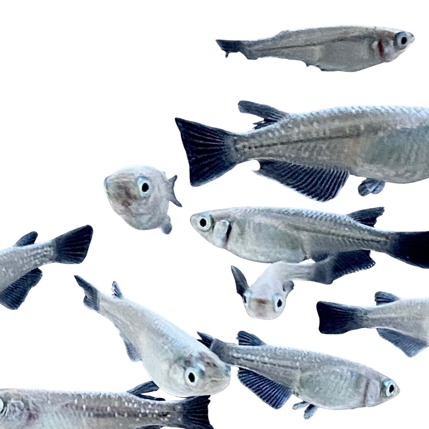 Medaka Fish Variety Pack