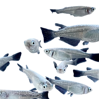 Medaka Fish Variety Pack
