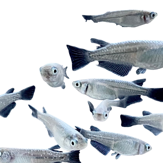 Medaka Fish Variety Pack