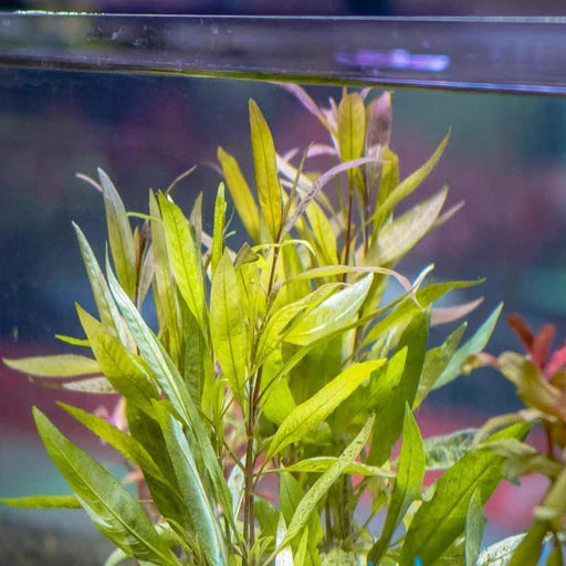 Hygrophila Angustifolia