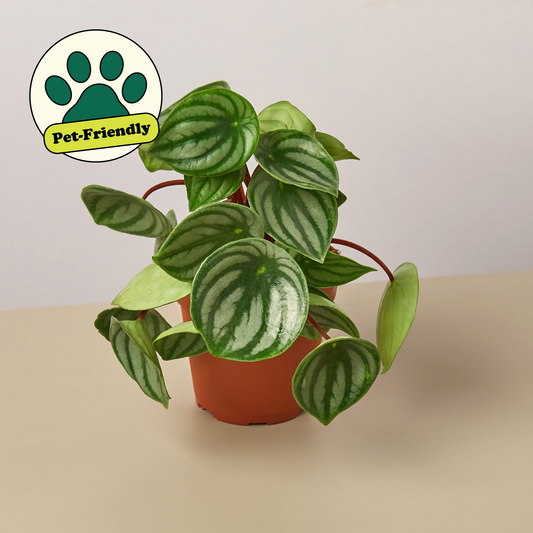 Peperomia 'Watermelon' - House Plant Shop