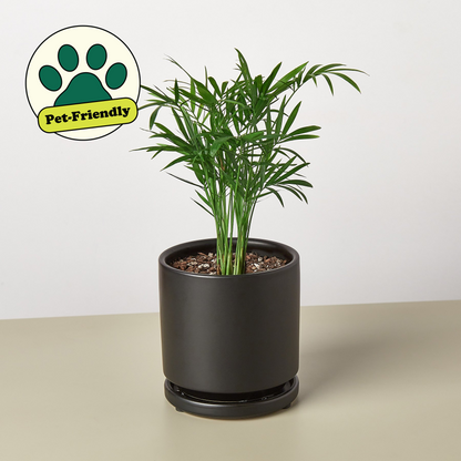Parlor Palm - House Plant Shop