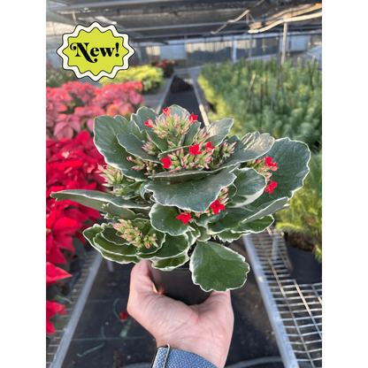 Kalanchoe 'Blossfeldiana'