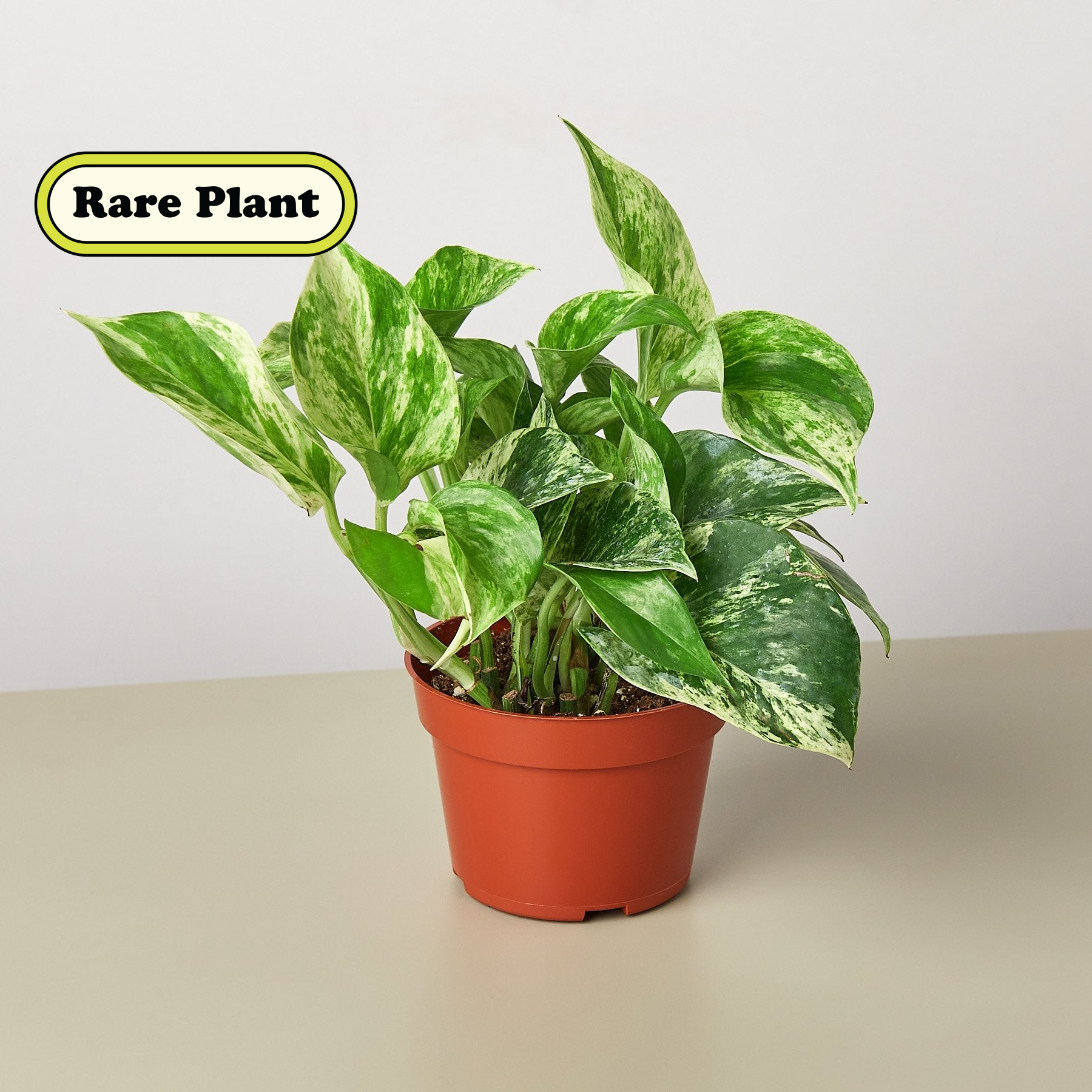Pothos 'Snow Queen' - House Plant Shop