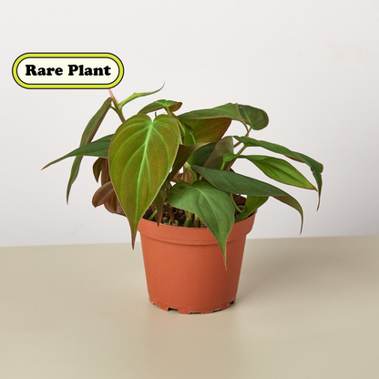 4" potted Philodendron velvet