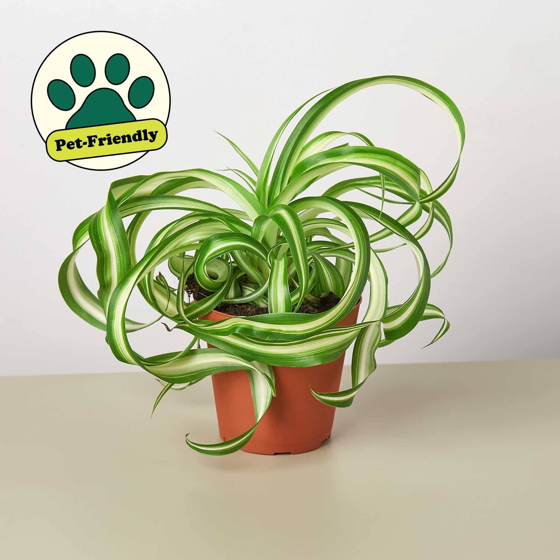 Spider Plant 'Bonnie' - House Plant Shop