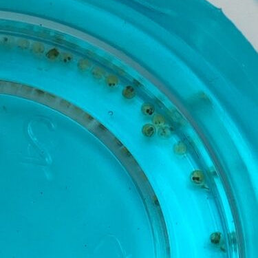 Medaka Eggs | PICKED SPRING 2026