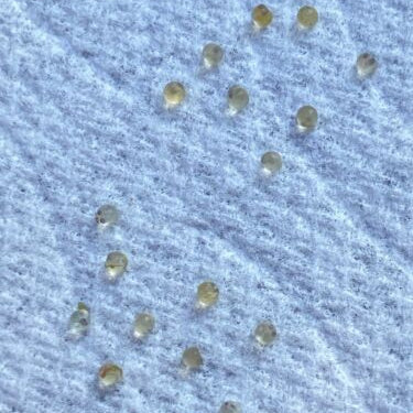 Medaka Eggs | PICKED SPRING 2026