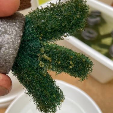 Medaka Eggs | PICKED SPRING 2026