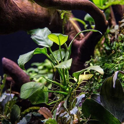Anubias Nana Plant