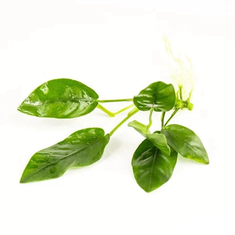 Anubias Nana Plant