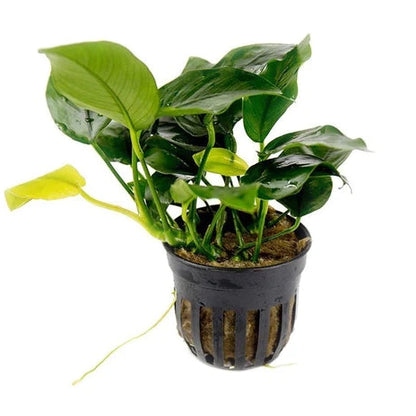 Anubias Nana Plant