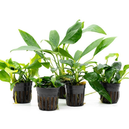 Anubias Aquatic Plant Variety Pack