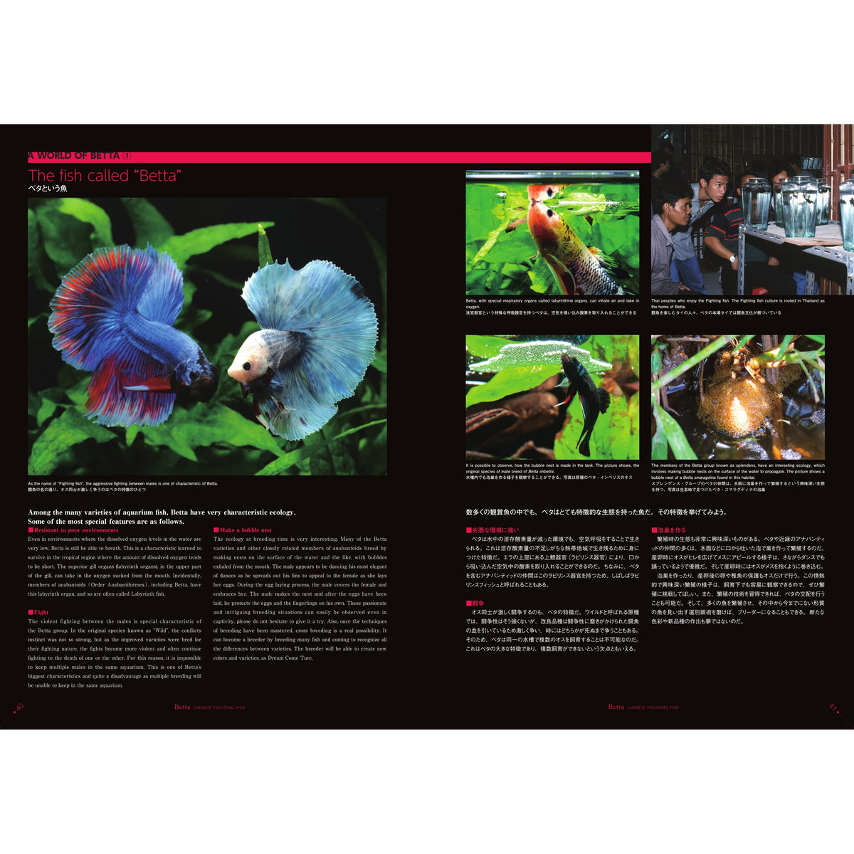 Betta Book | Betta Siamese Fighting fish Photograph Collection – medakafarm