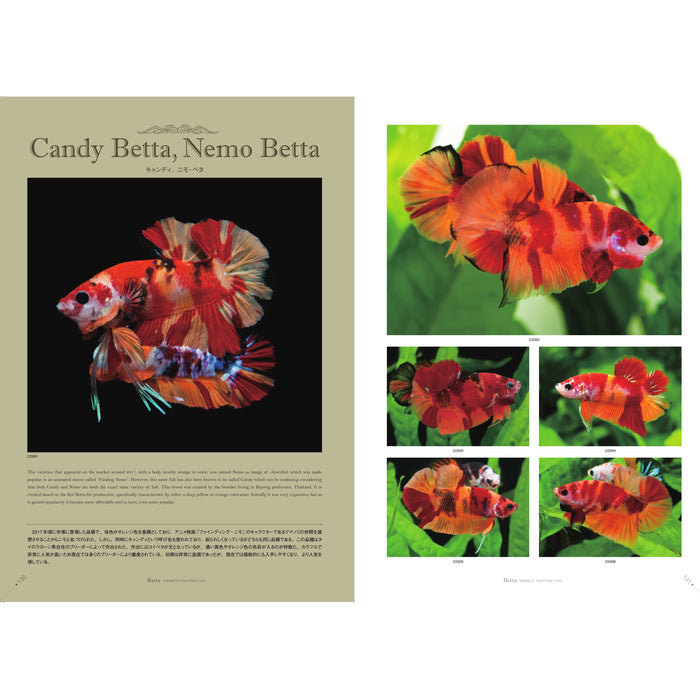 Betta Book | Betta Siamese Fighting fish Photograph Collection