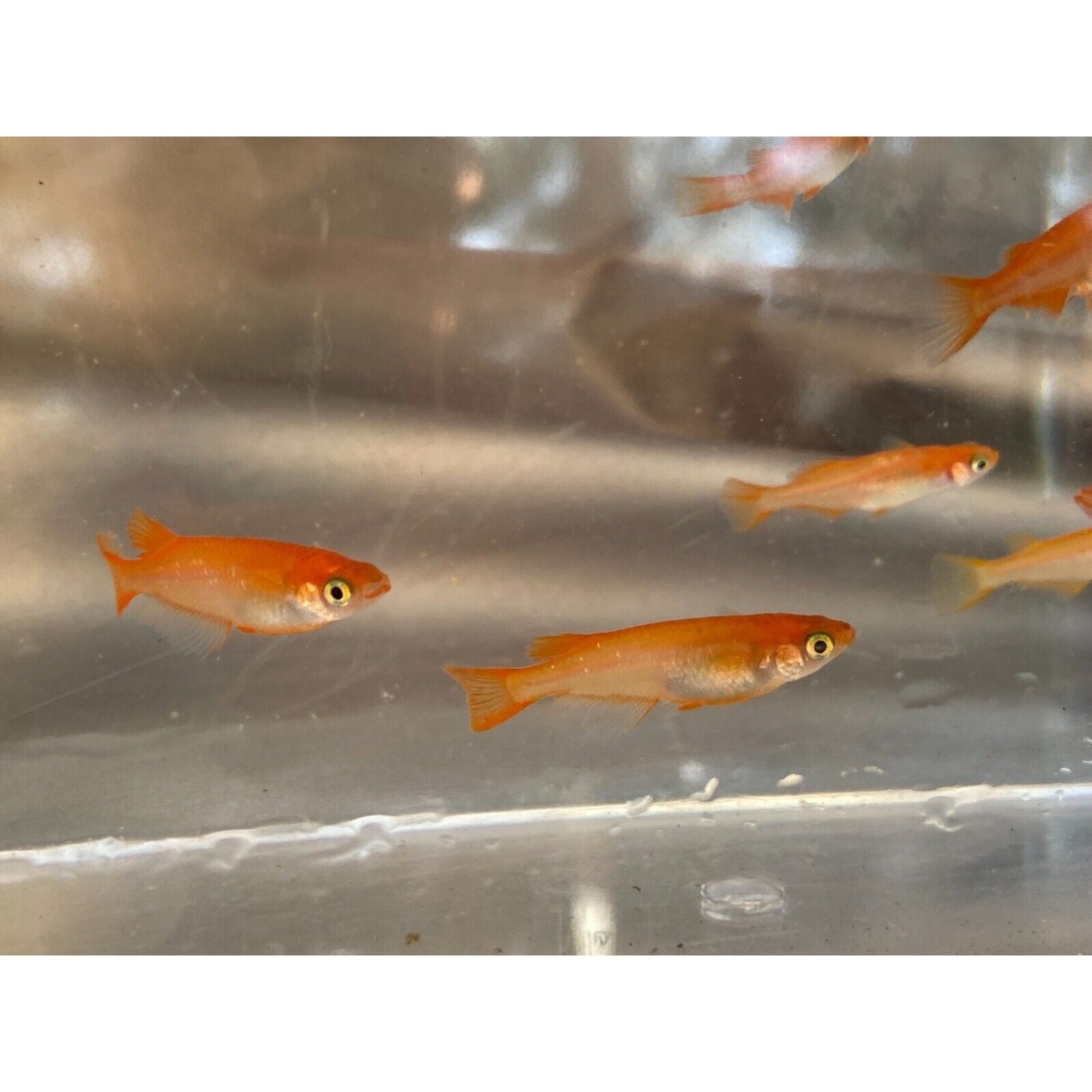 Madeca Fish Medaka Farm | Ricefish | Medaka Fish & Supplies - Bred in California ...